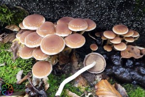 psathyrella piluliformis (1000 x 667).jpg_product_product_product